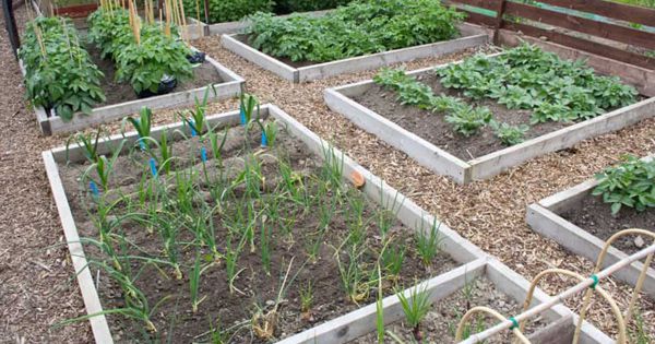 How to Start and Maintain a Vegetable Garden
